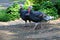 Big turkey walks along the paths of the zoo