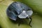 Big turtle beetle resting on leaf