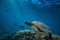 Big turtle in coral reef underwater shot