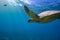 Big turtle in coral reef underwater shot