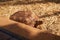 Big turtle enjoying the sunlight on a straw floor