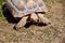 Big turtle feeding on a single piece of grass