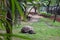 Big  Turtle. Huge Galapagos Giant Tortoise