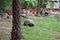 Big  Turtle. Huge Galapagos Giant Tortoise