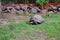 Big  Turtle. Huge Galapagos Giant Tortoise