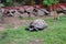 Big  Turtle. Huge Galapagos Giant Tortoise