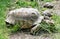 Big turtle and little turtles are feeding in the green grass, an