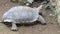 big turtle in safari park bogor indonesia galapagos aldabra