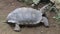 big turtle in safari park bogor indonesia galapagos aldabra