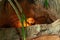 Big turtle in the terrarium under a heat lamp and stone