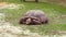 Big turtle walks and eats grass