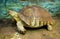 Big Turtle in zoo. giant tortoise resting