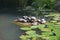 Big turtles family in Arco pond