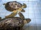 Big turtles recover from injuries in Rescue Center, Bali, Indonesia