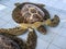 Big turtles recover from injuries in Rescue Center, Bali, Indonesia