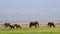 Big Tusker African Elephant and Family