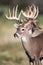 Big typical buck in portrait