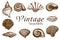 Big vector seashell collection. vintage Hand drawn Set of various beautiful engraved mollusk marine shells isolated on