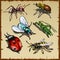 Big vector set of different insects, six varieties