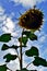 Big vibrant sunflower towering in the big blue sky fluffy white clouds