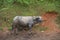 Big vietnam buffalo outside nature on green background