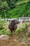 Big vietnam buffalo outside nature on green background