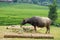 Big vietnam buffalo outside nature on green rice fields