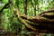 Big vine in Krating Waterfall National Park , Thailand