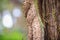 Big vine on tree trunk background. Big tree was tied up by the vine.