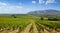 Big vineyard against the blue sky