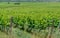 Big vineyards with rows of wine grapes plants in great wine region of South Italy Apulia
