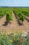 Big vineyards with rows of wine grapes plants in great wine region of South Italy Apulia