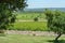 Big vineyards with rows of wine grapes plants in great wine region of South Italy Apulia