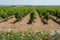 Big vineyards with rows of wine grapes plants in great wine region of South Italy Apulia