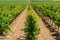 Big vineyards with rows of wine grapes plants in great wine region of South Italy Apulia