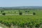 Big vineyards with rows of wine grapes plants in great wine region of South Italy Apulia