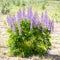 Big violet  lupine flowers bunch closeup view