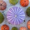 Big violet and other sea urchins on white marble background