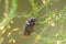 A big Walker beetle sitting on a plant