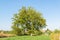 Big walnut tree with green leaves and clear sky background