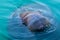 Big walrus swimming in blue water