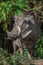 Big warthog with large tusks feeds on his knees in this close up portrait