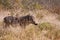 Big warthog standing in grass