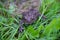 A big warty toad crawling in the grass