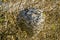 Big wasp nest blended in a tree in the forest