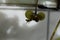 big wasps eating on sweet ripe white grapes in overhead postion