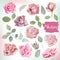 Big watercolor roses and leaves set for bouquets, wreaths, wedding romantic cards, patterns, backgrounds.
