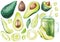 Big watercolor set of avocadoes and its elementsisolated on white background