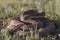 Big Western Diamondback Rattlesnake