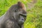 Big western lowland gorilla